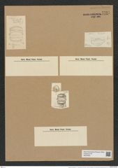 Chaetoceros (hispidus var. ?) monicae Grun. (de-Toni-Nr.: Genus 149, Species 4175) Zeichnungen Sammlung Grunow Nr. 7721 (NHMW-BOT-W0376931)